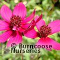COSMOS atrosanguineus 'Cherry Chocolate' 